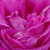 Różowy  - Róża portlandzka - Duchesse de Rohan